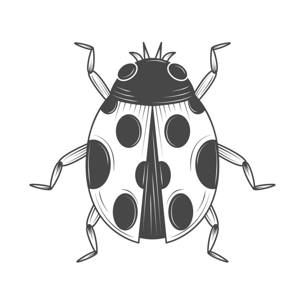 mariquita insecto animal vector