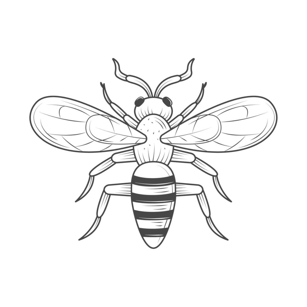 insect animal icon vector