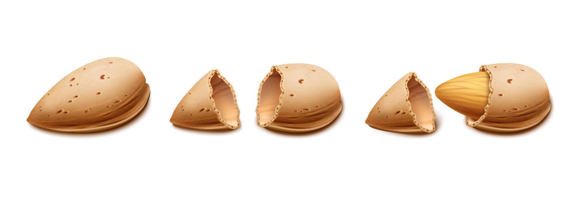 3d realistic vector icon. Almond nut shell. Isolated on white background.