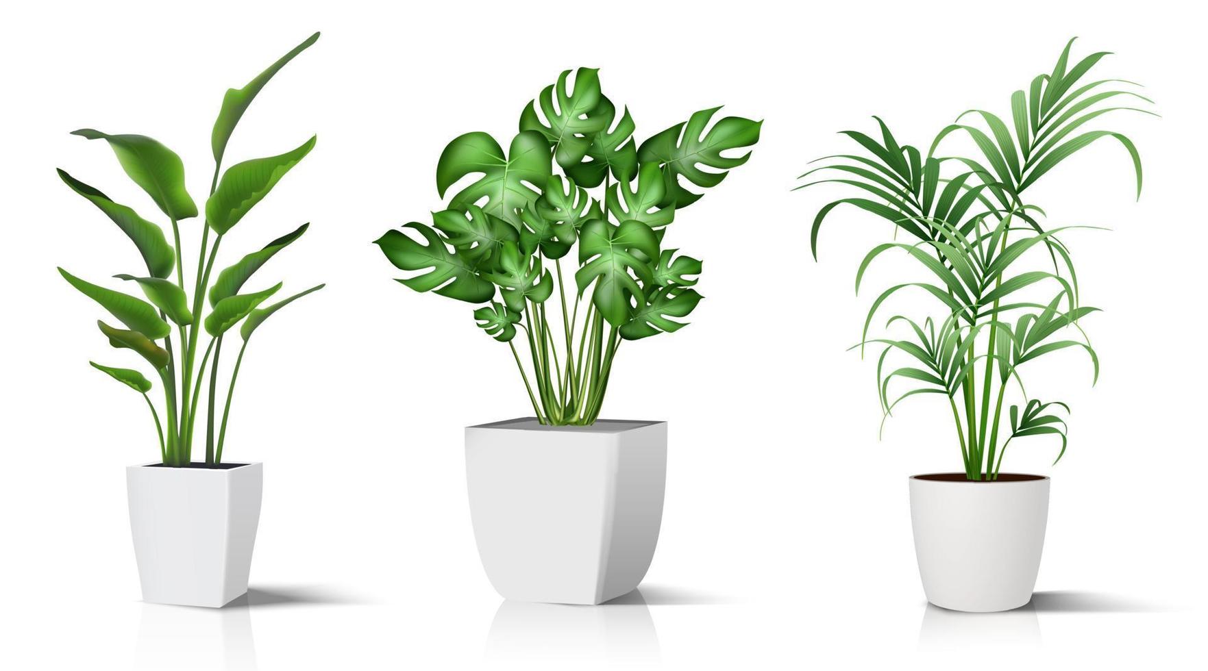 Collection of 3d realistic vector icon illustration potted plants for the interior. Isolated on white background.