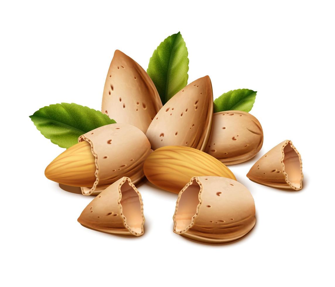3d realistic vector icon.  Isolated on white background. Almond nut shell and nut with leaves.