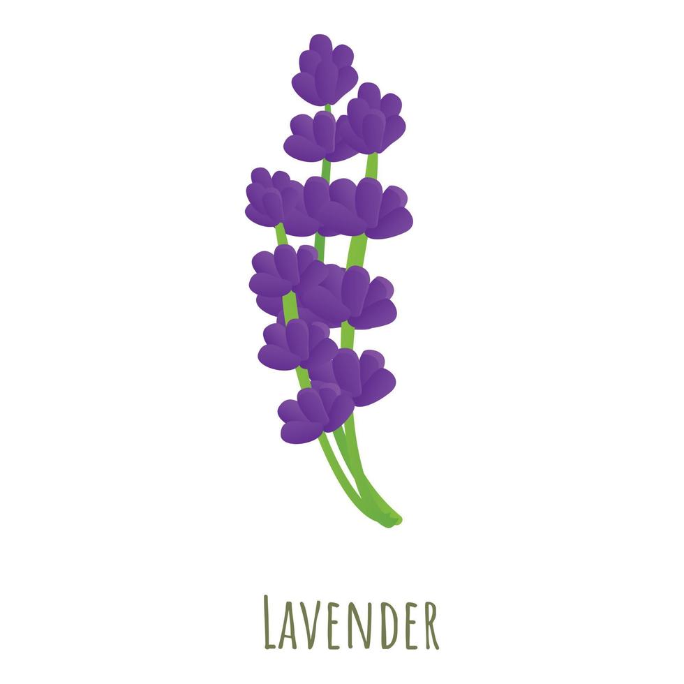 Lavender plant icon, cartoon style vector