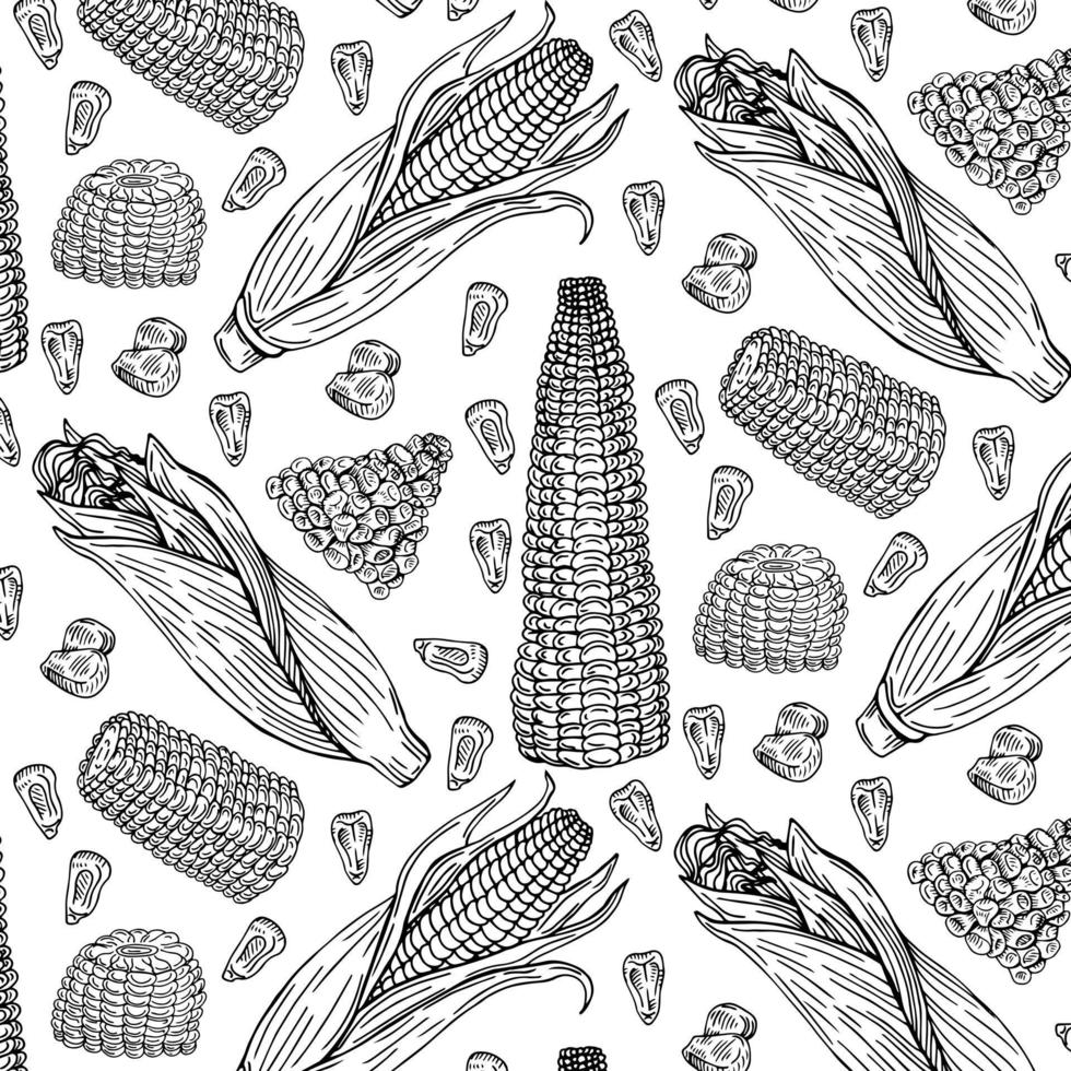 boceto de maíz. cosecha de cereales, mazorcas dibujadas a mano y patrón vectorial de semillas vector