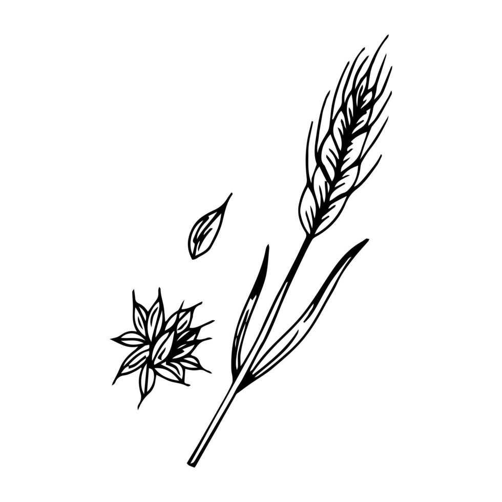 Wheat bread ears cereal crops sketch. Wheat, barley and grain malt. For a poster with the production process of a beer or whiskey brewery. Vector vintage engraved illustration. hand drawn design eleme