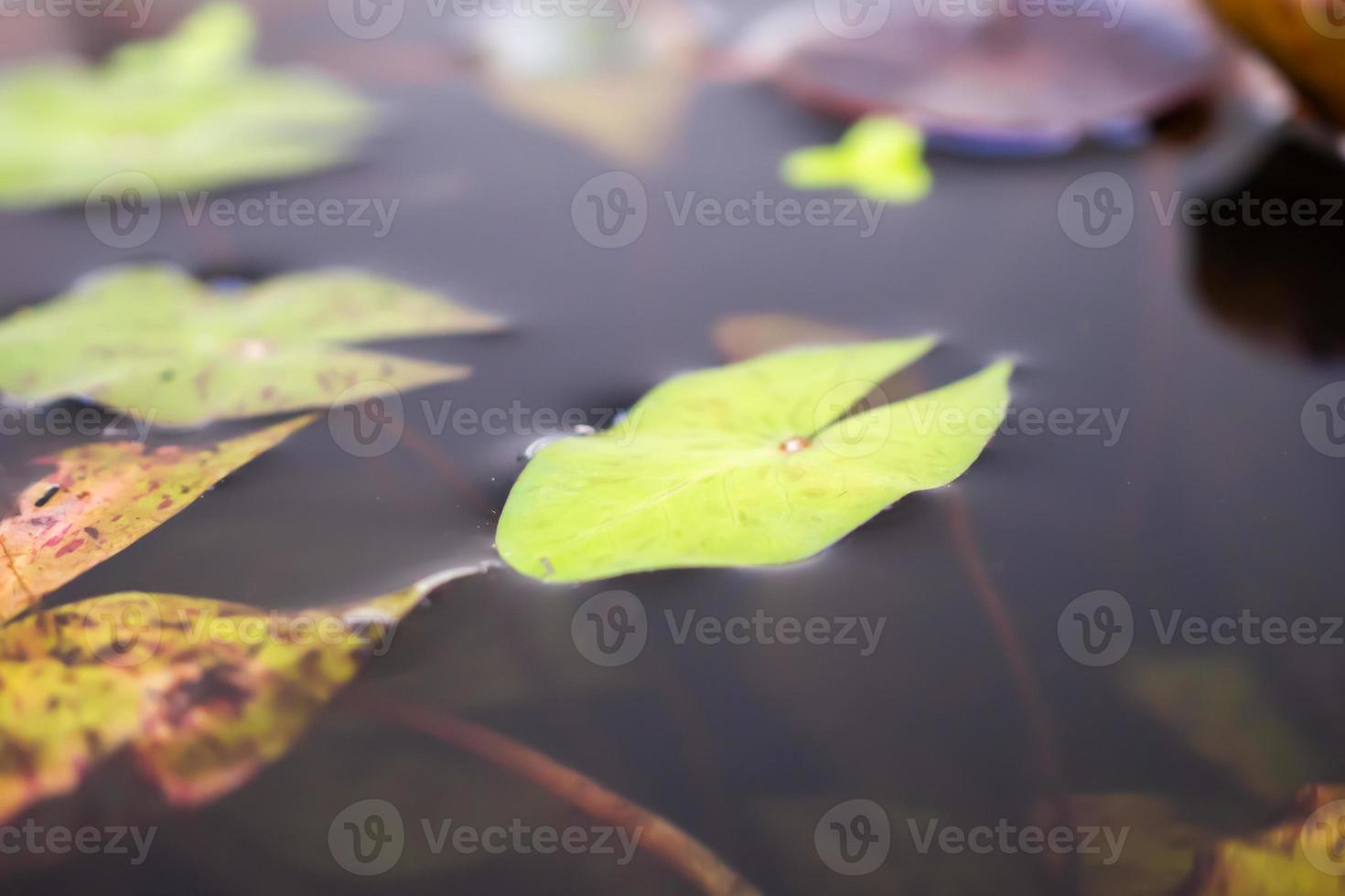 lotus leaves close up in the pond photo