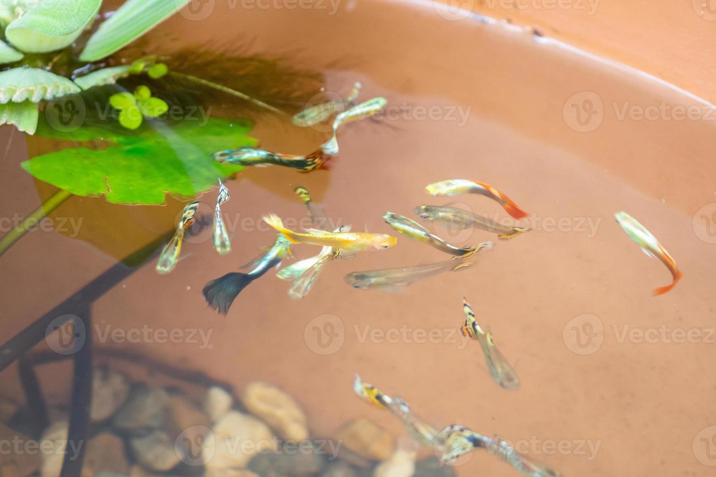 guppy fish in the lotus pond 14220033 Stock Photo at Vecteezy