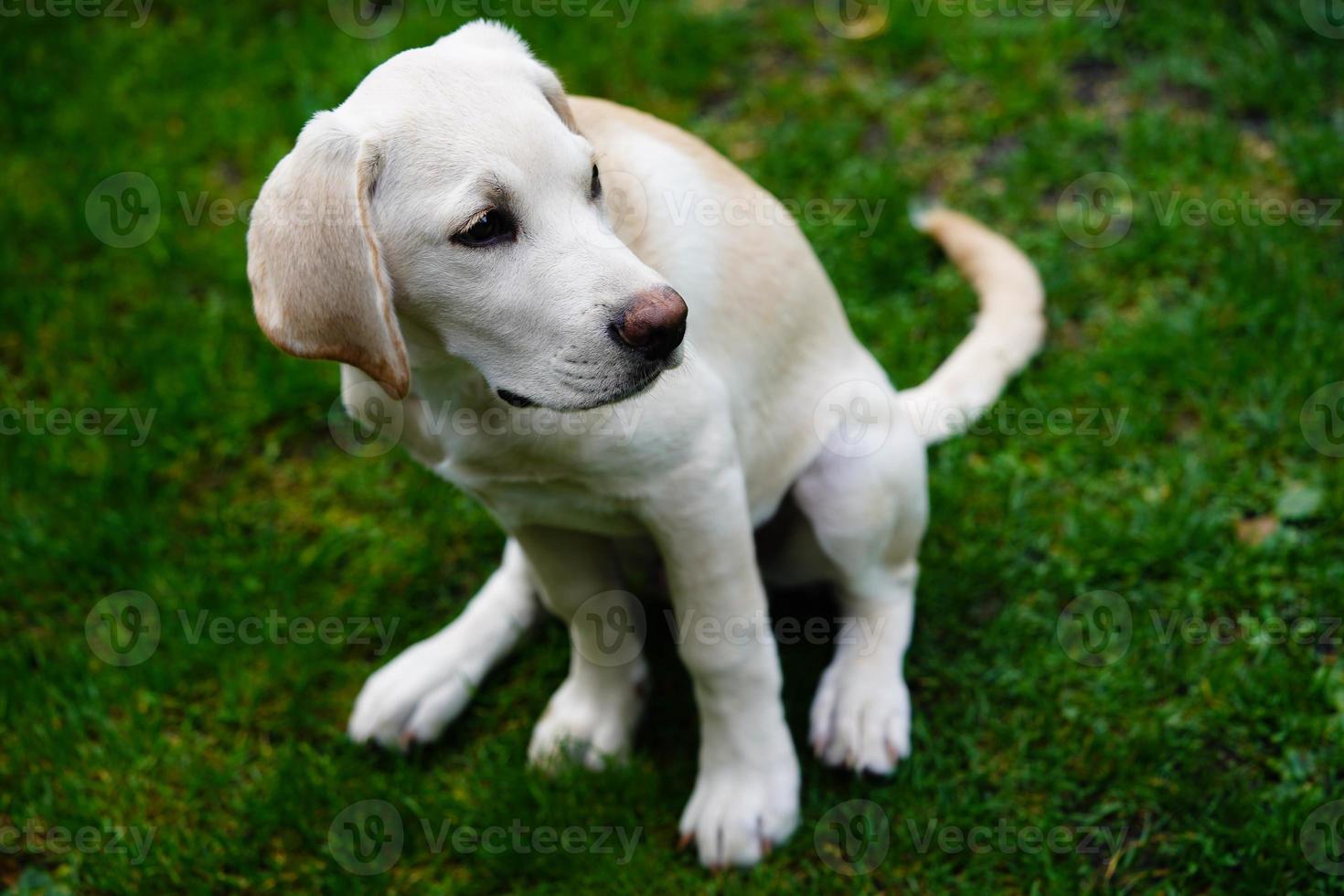 Labrador retriever británico de pelo corto de 4 meses foto