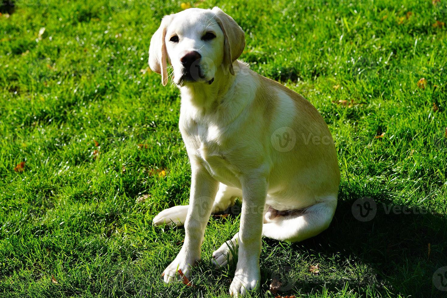 Labrador retriever británico de pelo corto de 4 meses foto