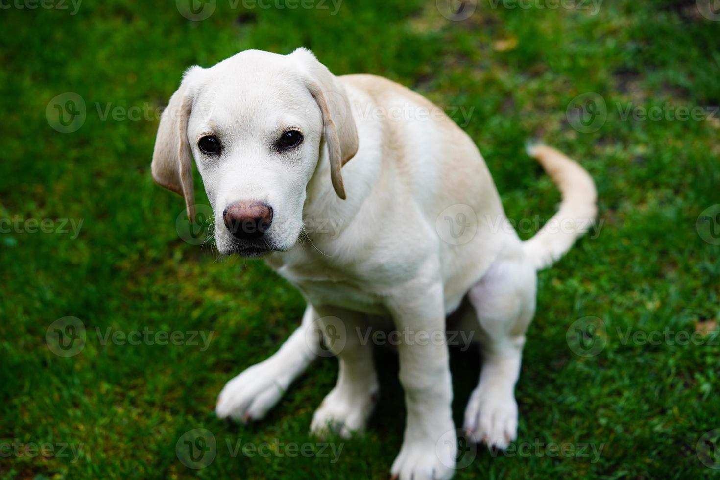 short coated britisch Labrador retriever 4 month old photo