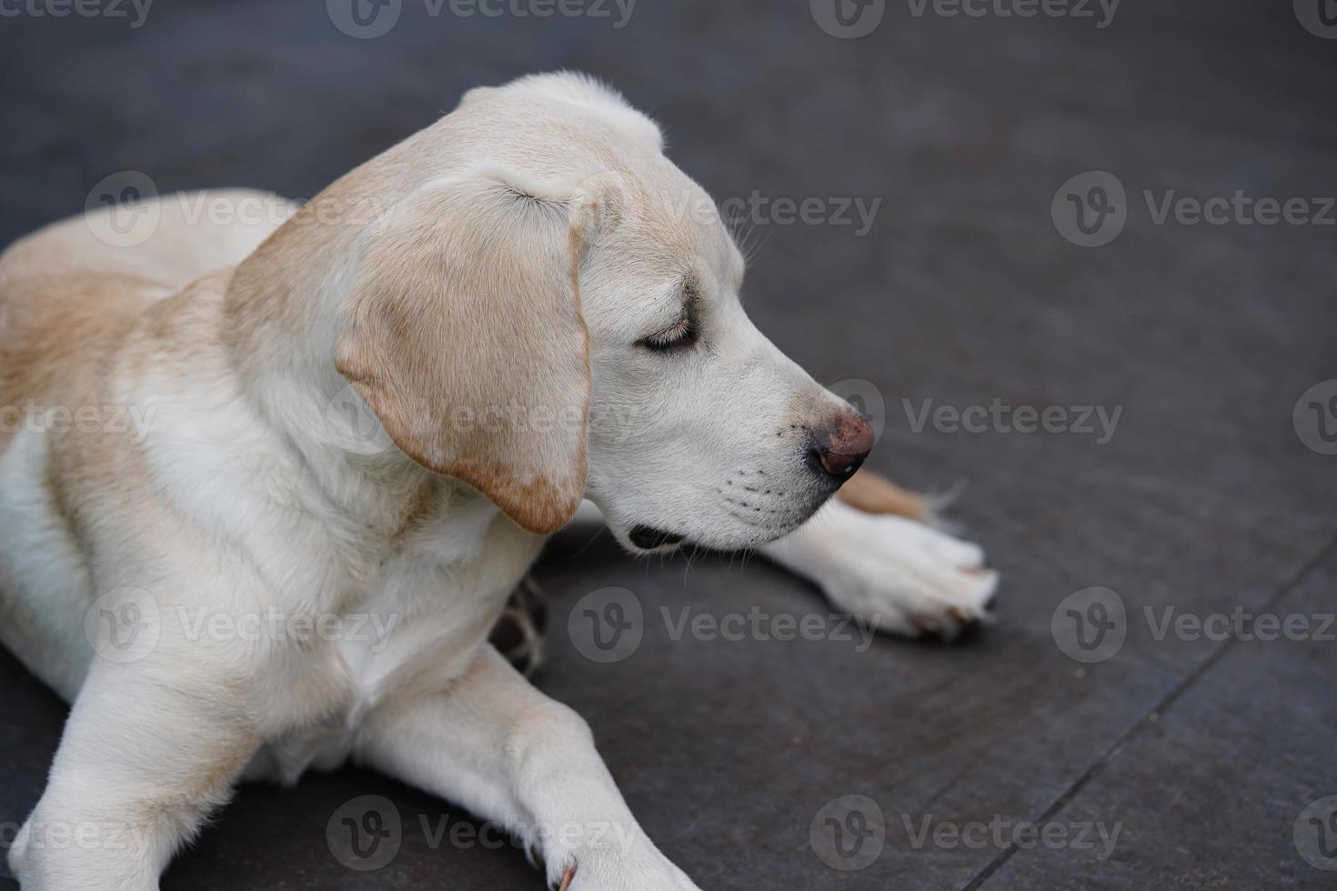 short coated britisch Labrador retriever 4 month old photo