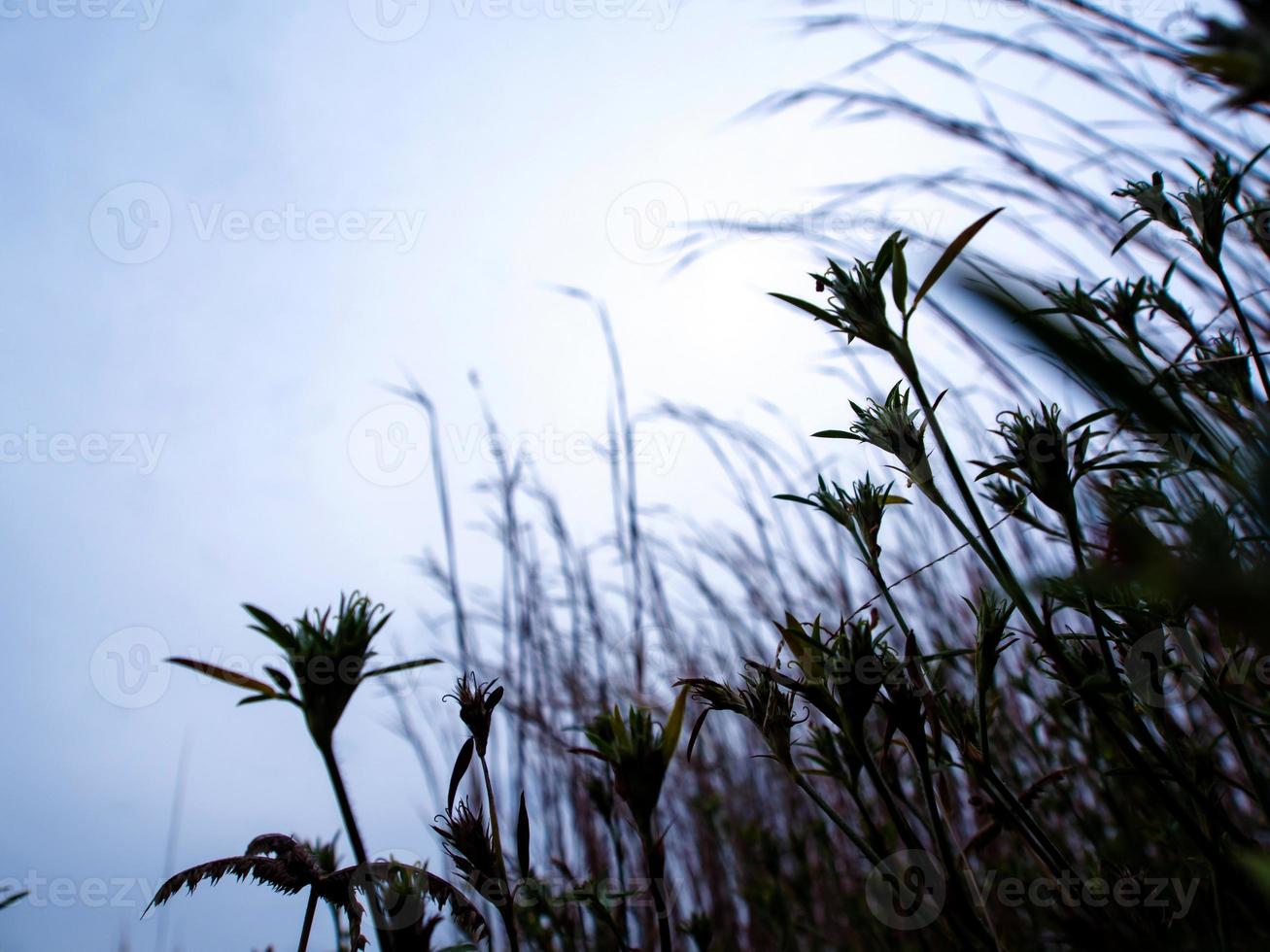 Blade of grass in wind at the grassland countryside photo