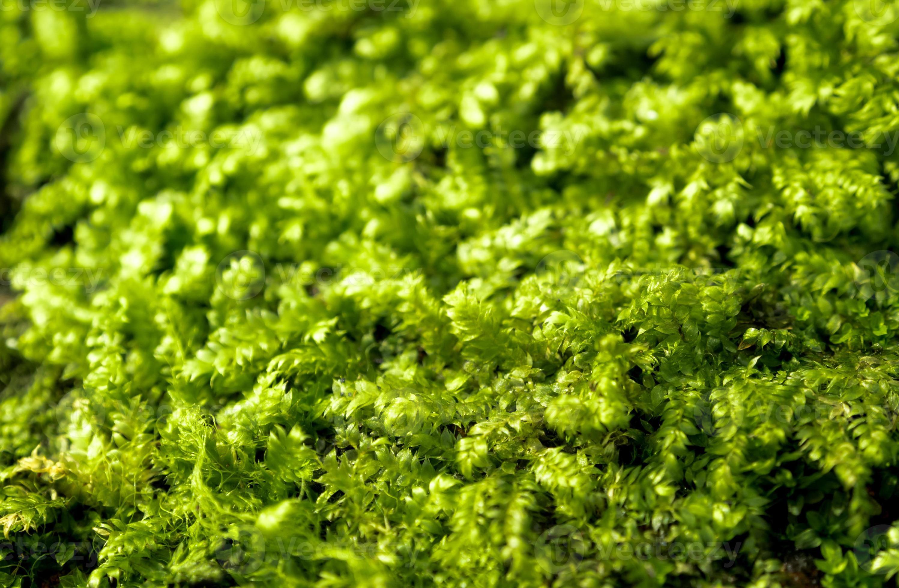 Green Sphagnum Moss Close Up With Blurred Background Stock Photo