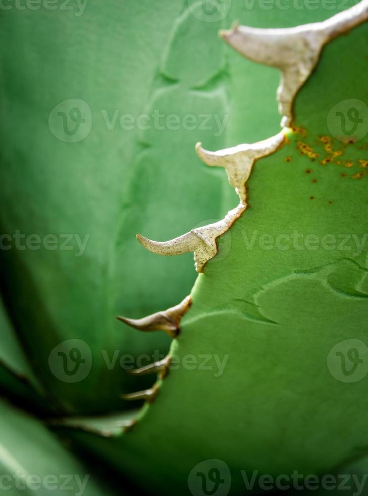 Succulent plant close-up, fresh leaves detail of Agave titanota Gentry photo