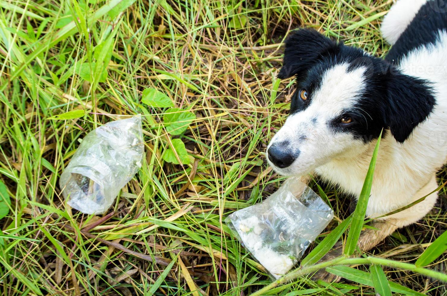 perro comiendo comida en una bolsa de plástico foto