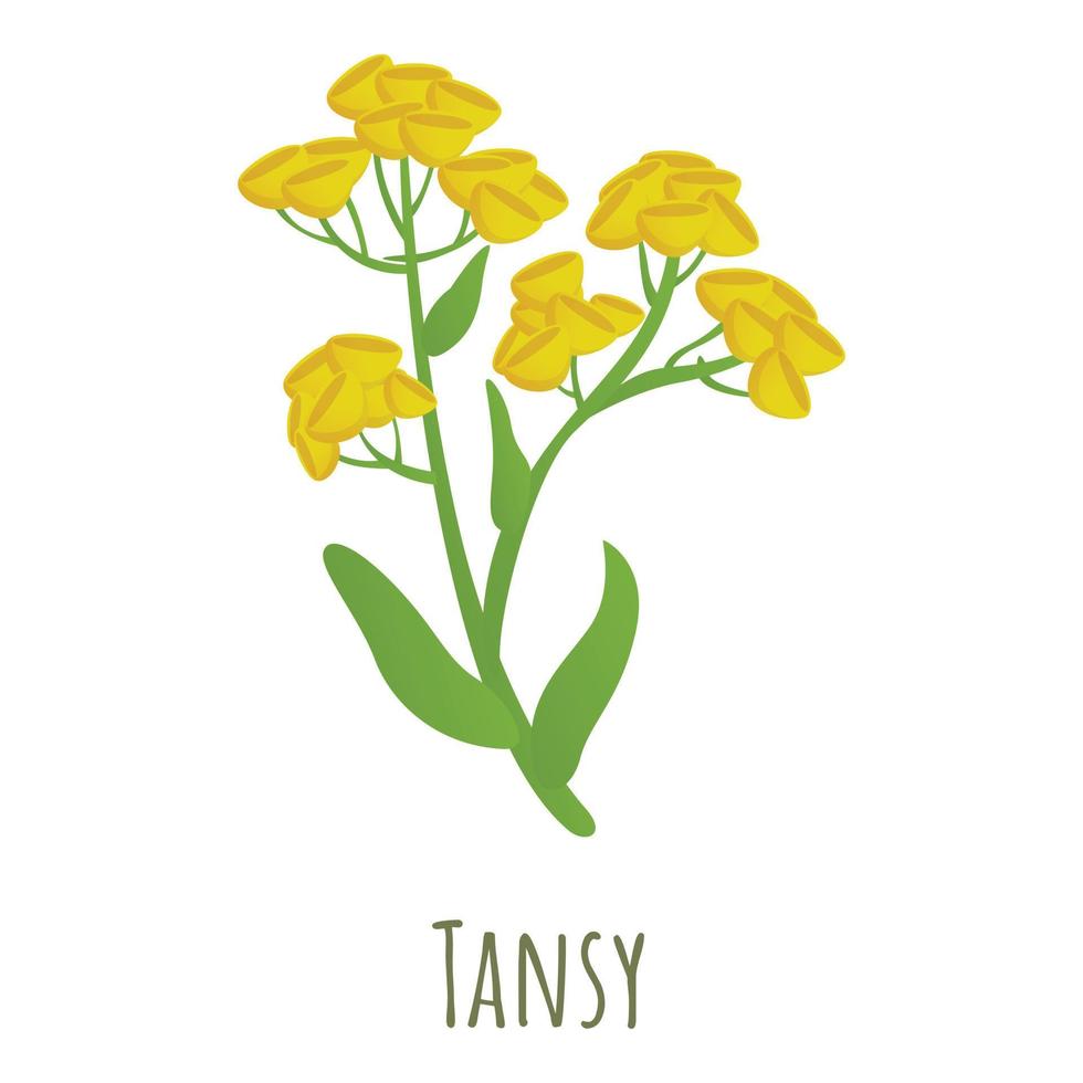 Tansy flower icon, cartoon style vector