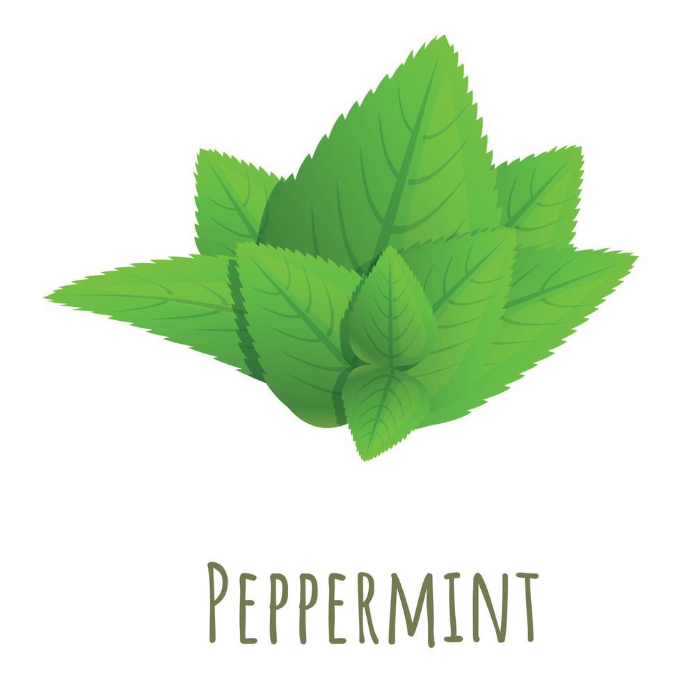 Peppermint leaf icon, cartoon style vector