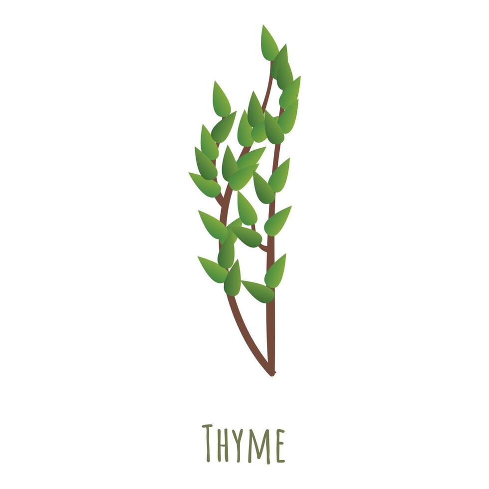 Thyme herb icon, cartoon style vector