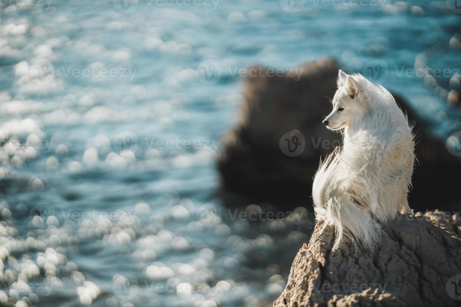pequeño spitz blanco sentado encima de una gran roca en la playa foto