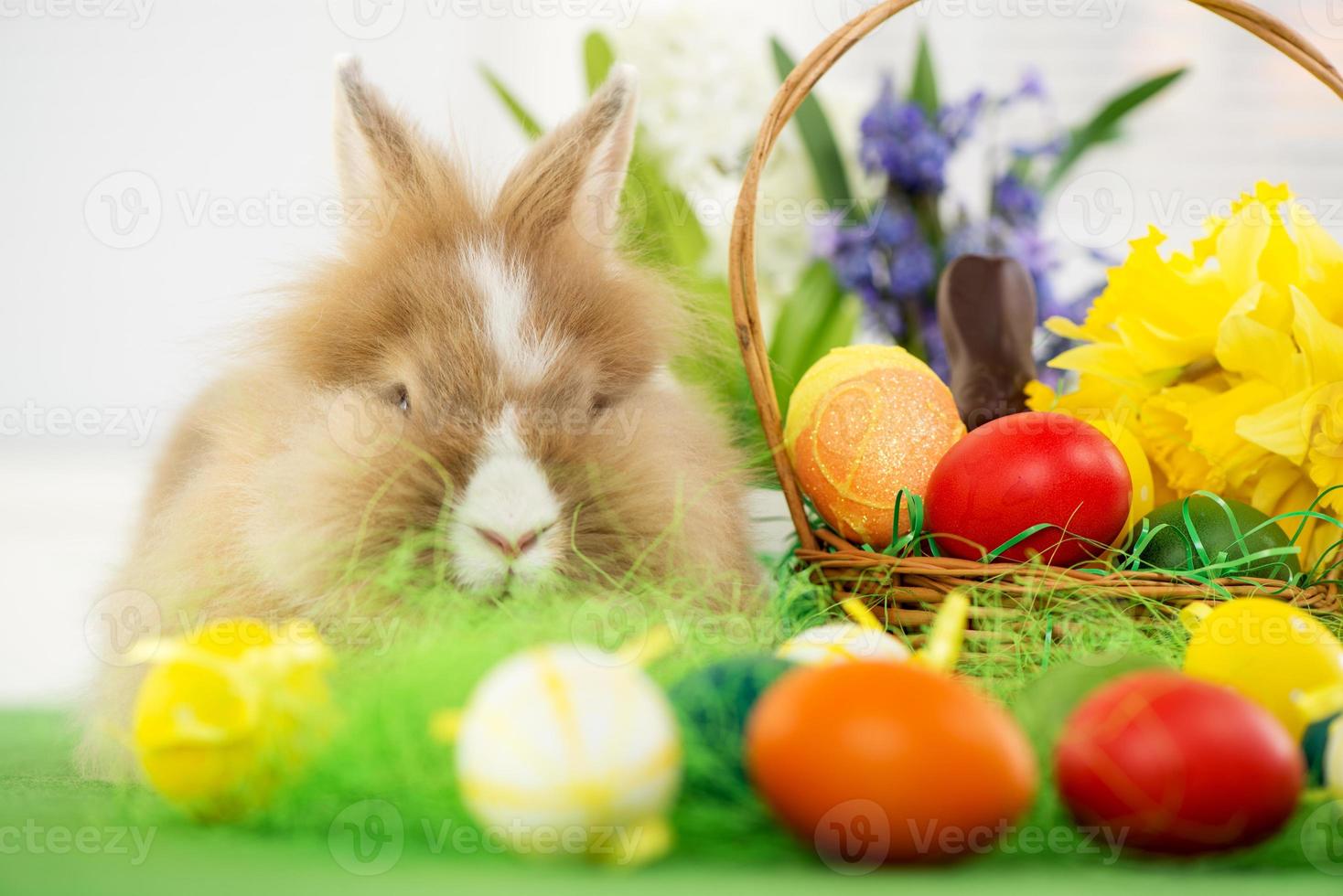 Easter Bunny view photo