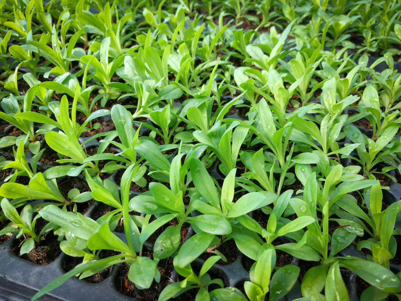 plantación de pequeñas plantas vegetales orgánicas nuevas que crecen en macetas en la granja de viveros foto