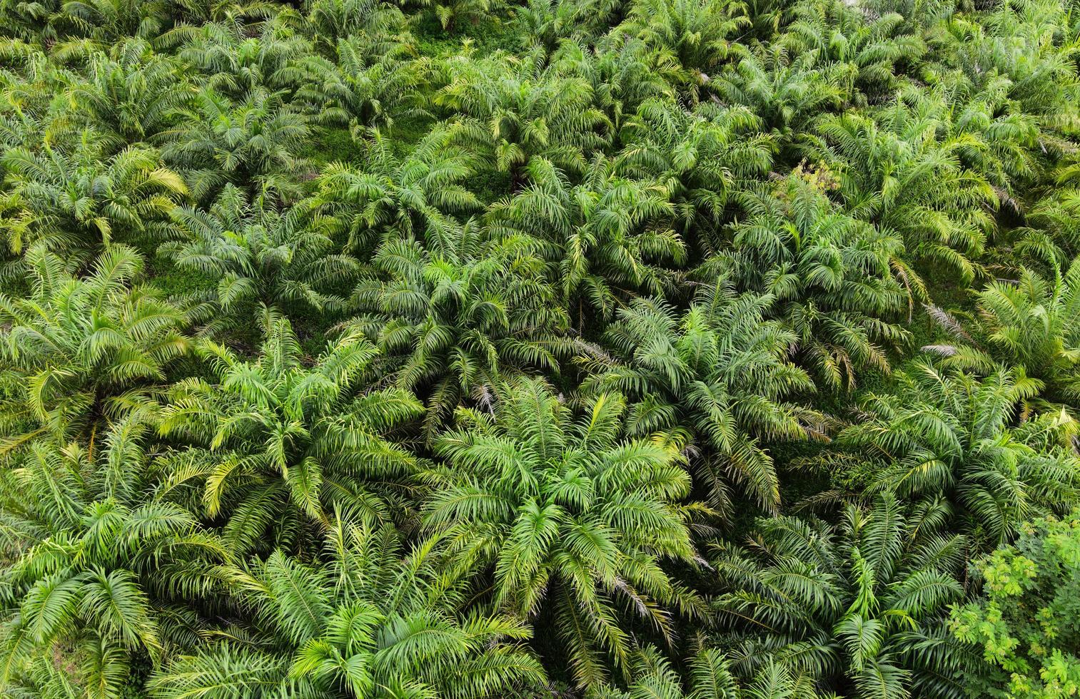 Aerial view of the palm tree green fields nature agricultural farm background, top view palm leaves from above of crops in green, Bird's eye view tropical tree plant photo