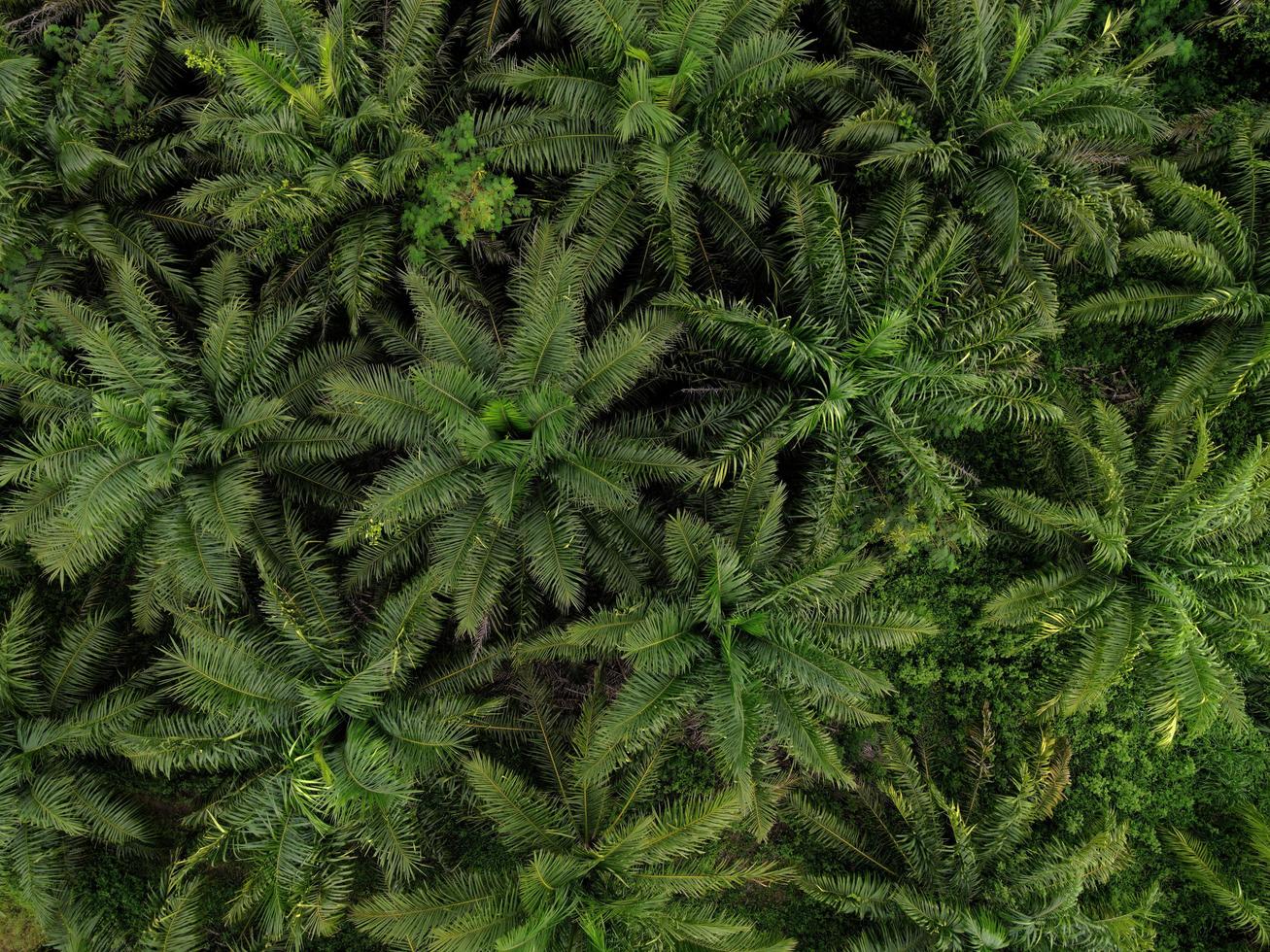 Aerial view of the palm tree green fields nature agricultural farm background, top view palm leaves from above of crops in green, Bird's eye view tropical tree plant photo