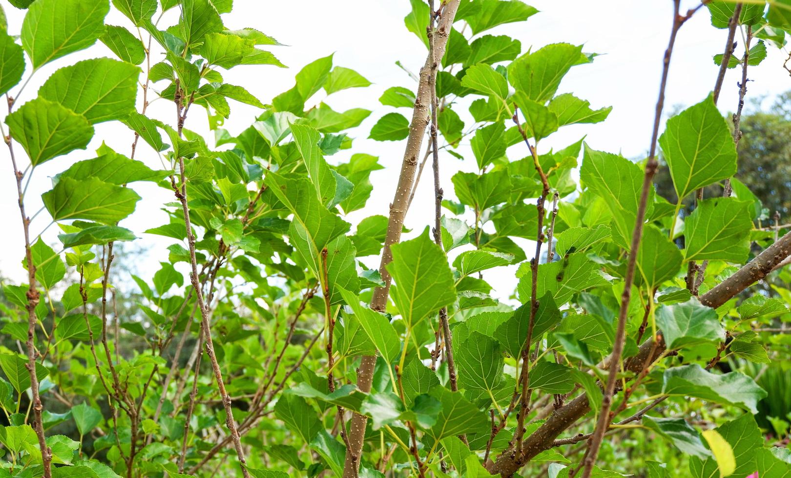 Mulberry tree with green leaf on branch in the garden fruit photo