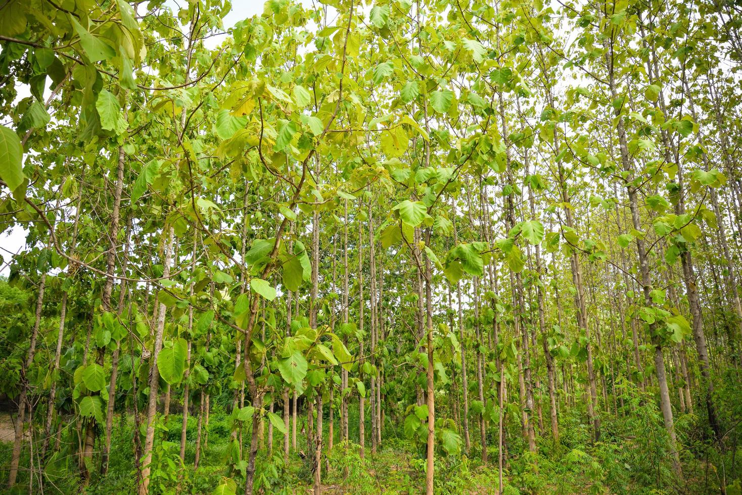 Forest Teak tree agricultural in plantation teak field plant with green leaf at countryside asia photo