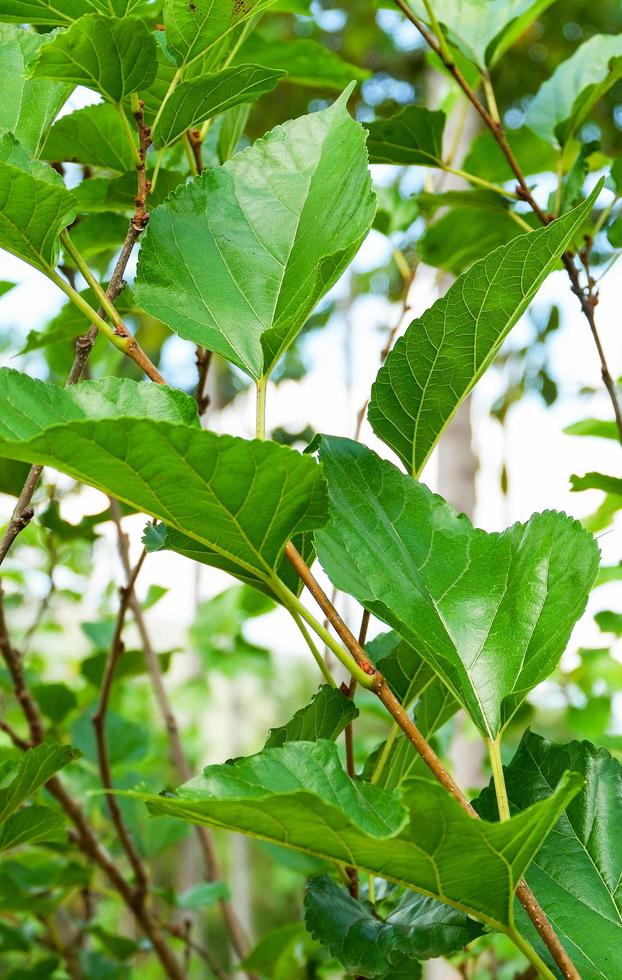 Mulberry tree with green leaf on branch in the garden fruit photo