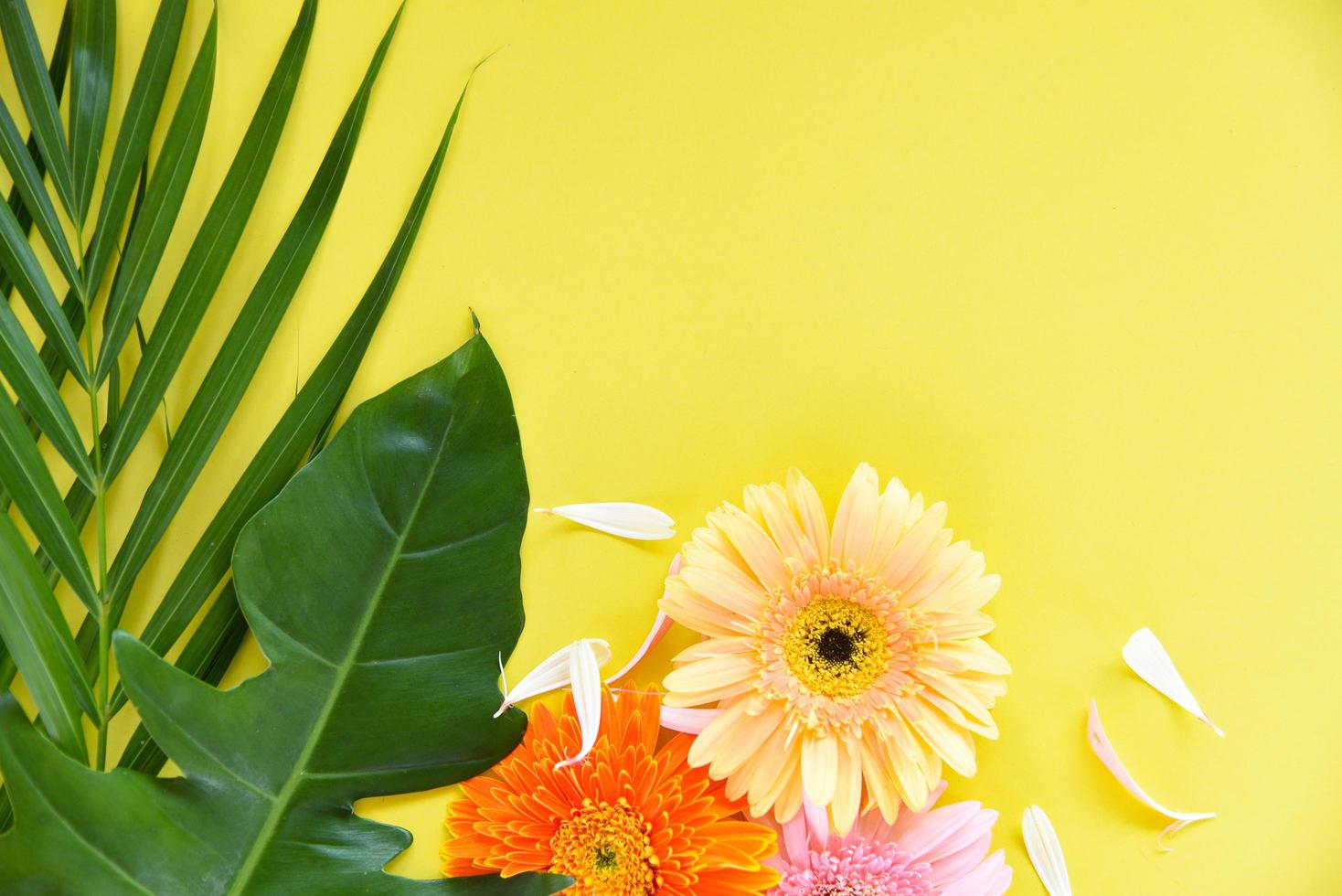 Fresh spring summer flowers frame composition colorful gerbera flower and green leaves tropical plant photo