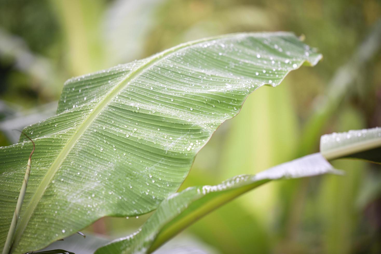 Banana leaf with water drop after rain nature green background photo