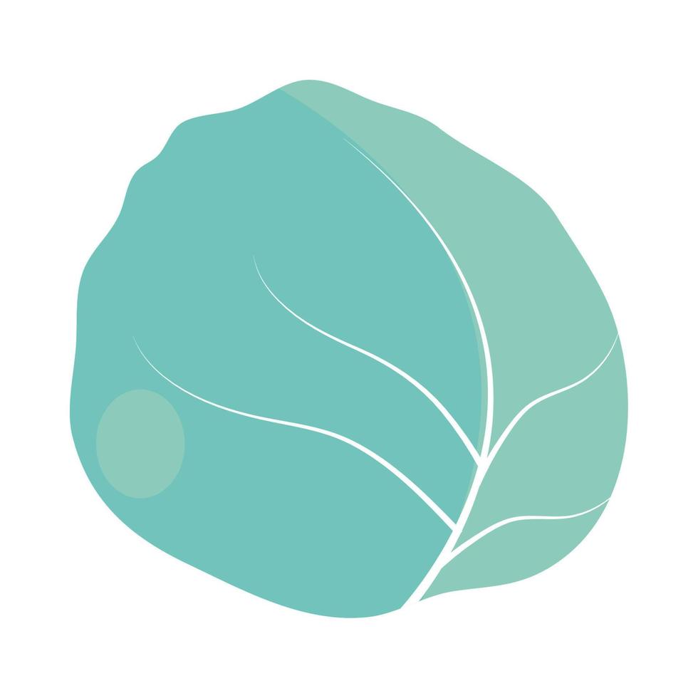 cabbage vegetable food vector