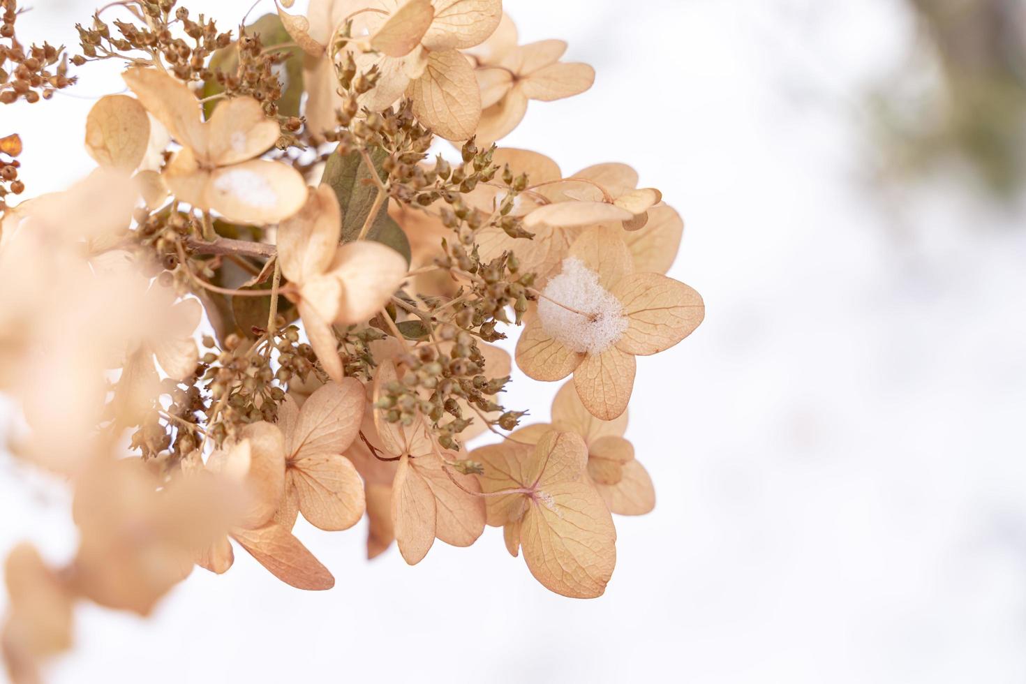 dry hortensia in the garden covered with frost close up frosty hydrangea or hortensia flower photo