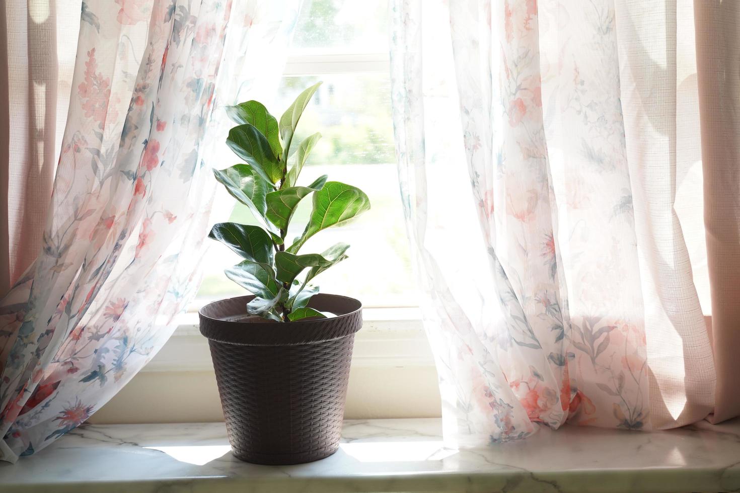 A Fiddle Leaf Fig or Ficus lyrata pot plant with large, green, shiny leaves planted in a white pot sitting on a light timber floor isolated on a bright, white background. photo