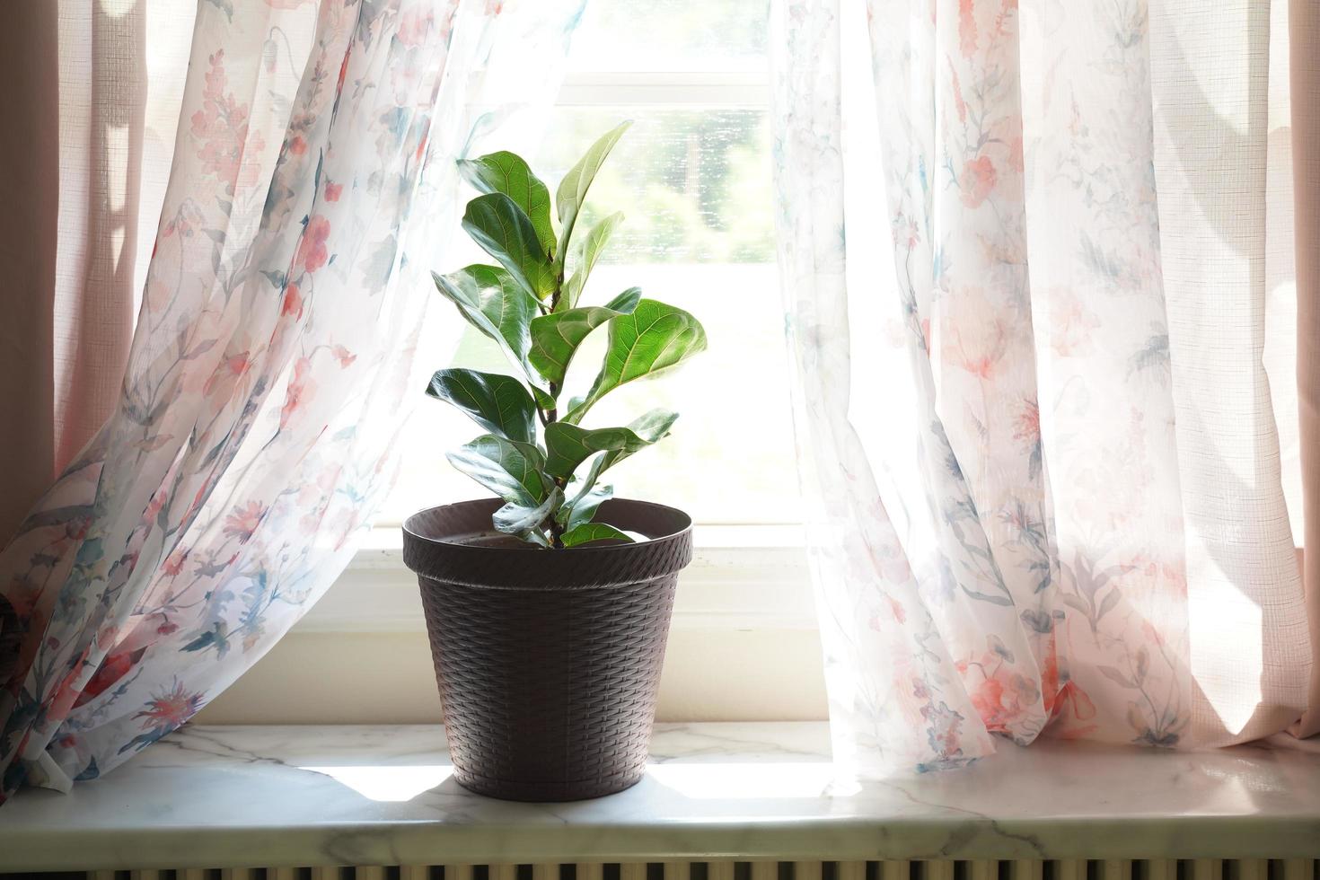 A Fiddle Leaf Fig or Ficus lyrata pot plant with large, green, shiny leaves planted in a white pot sitting on a light timber floor isolated on a bright, white background. photo