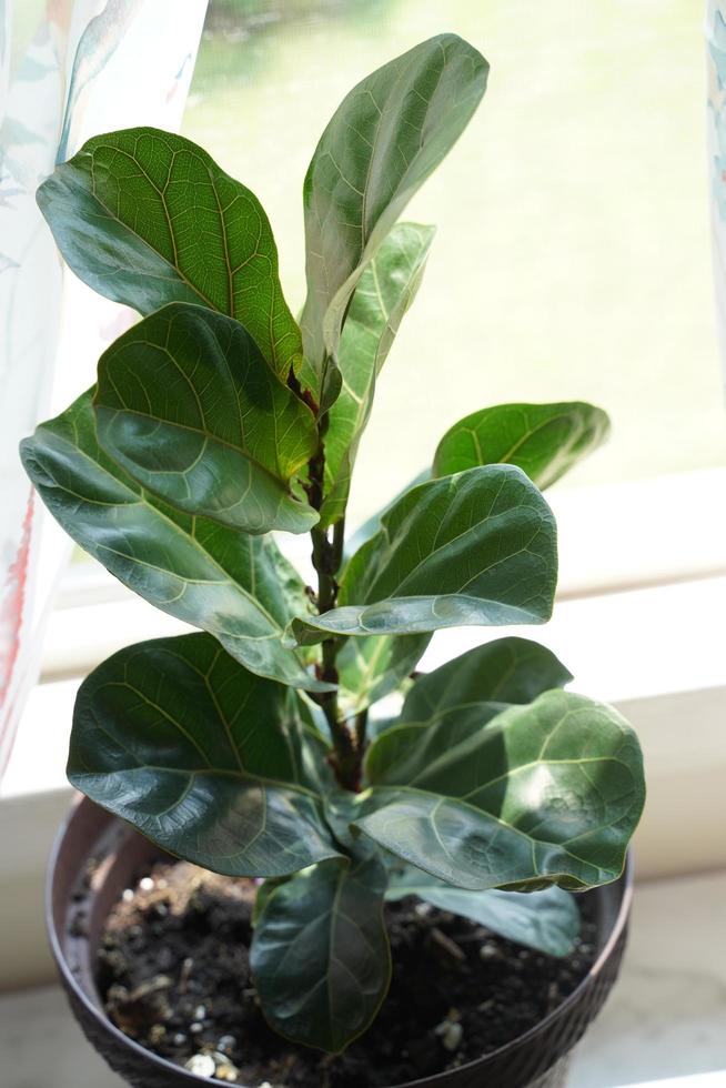 A Fiddle Leaf Fig or Ficus lyrata pot plant with large, green, shiny leaves planted in a white pot sitting on a light timber floor isolated on a bright, white background. photo