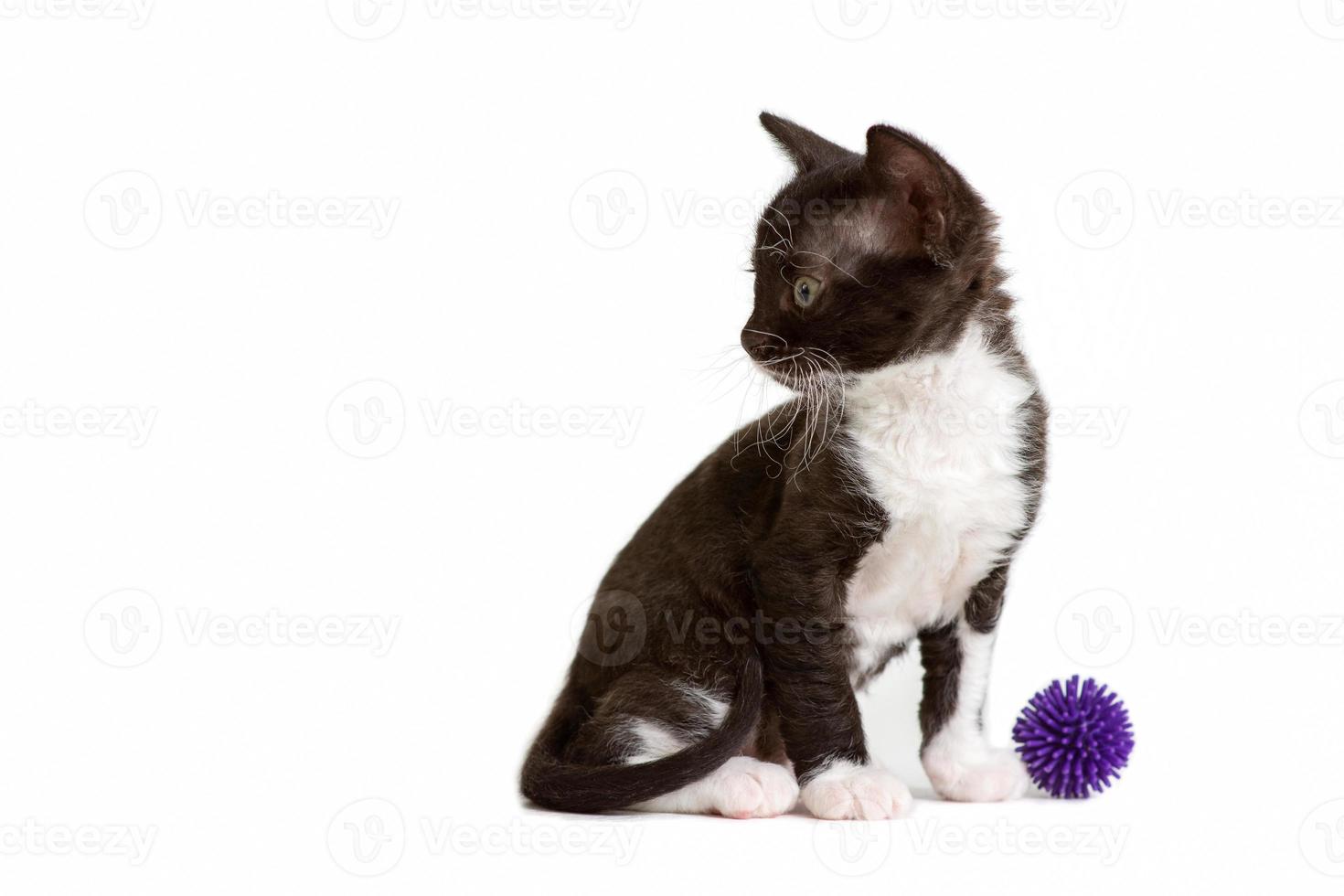 Little kitten Ural Rex sits and does not look at the ball isolated on white. Color black bicolor photo