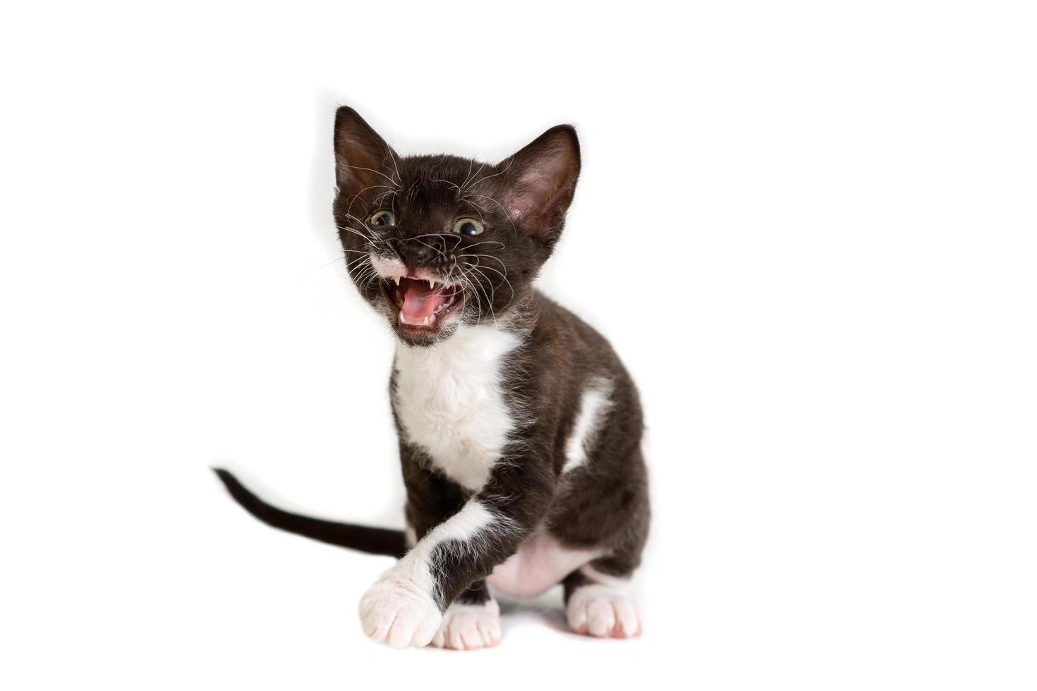 Little kitten Ural Rex sitting with open mouth isolated on white photo