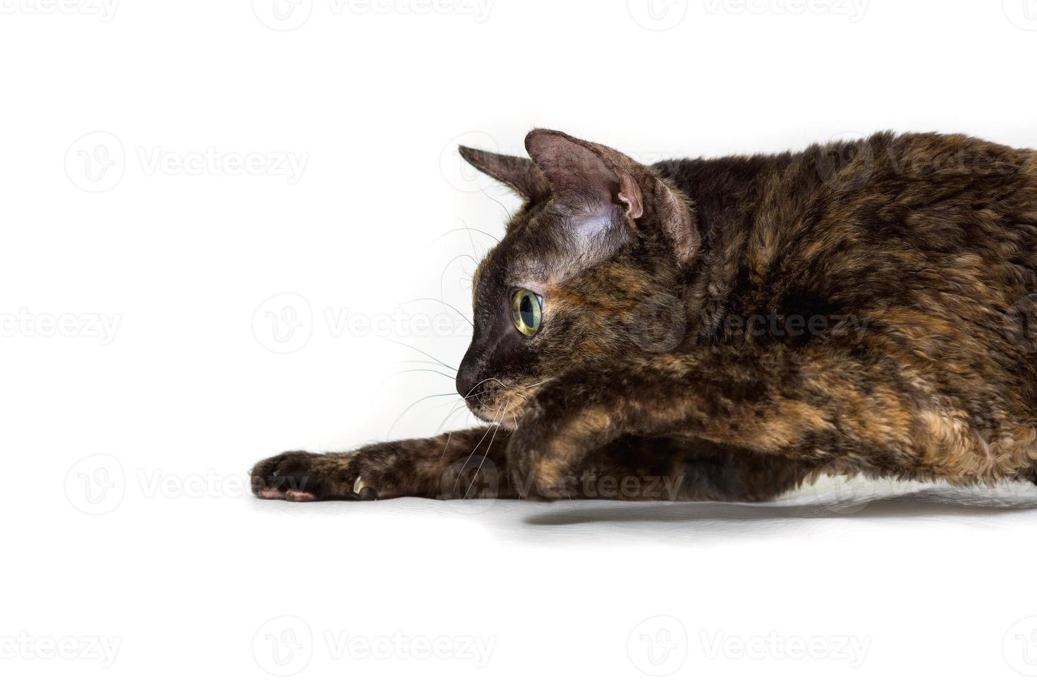 Charming curly cat Ural Rex sneaks on the floor and looks at the prey with big green eyes.. Color black turtle. photo