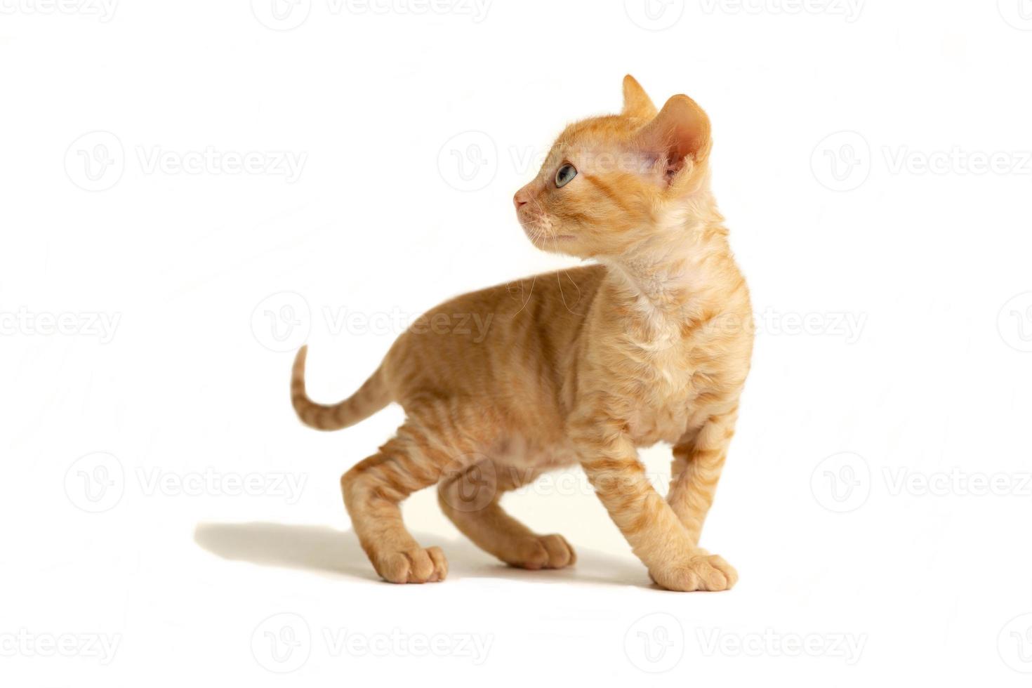 Little kitten Ural Rex stands and looks back, isolated on a white background. photo