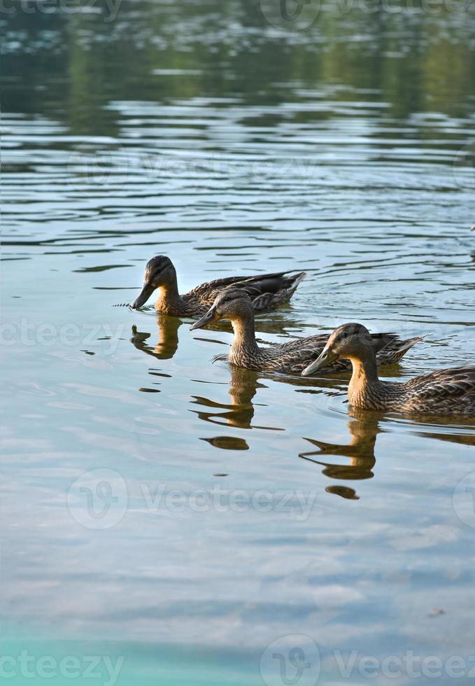 Three wild Mallard ducks swim near the shore of the lake. photo
