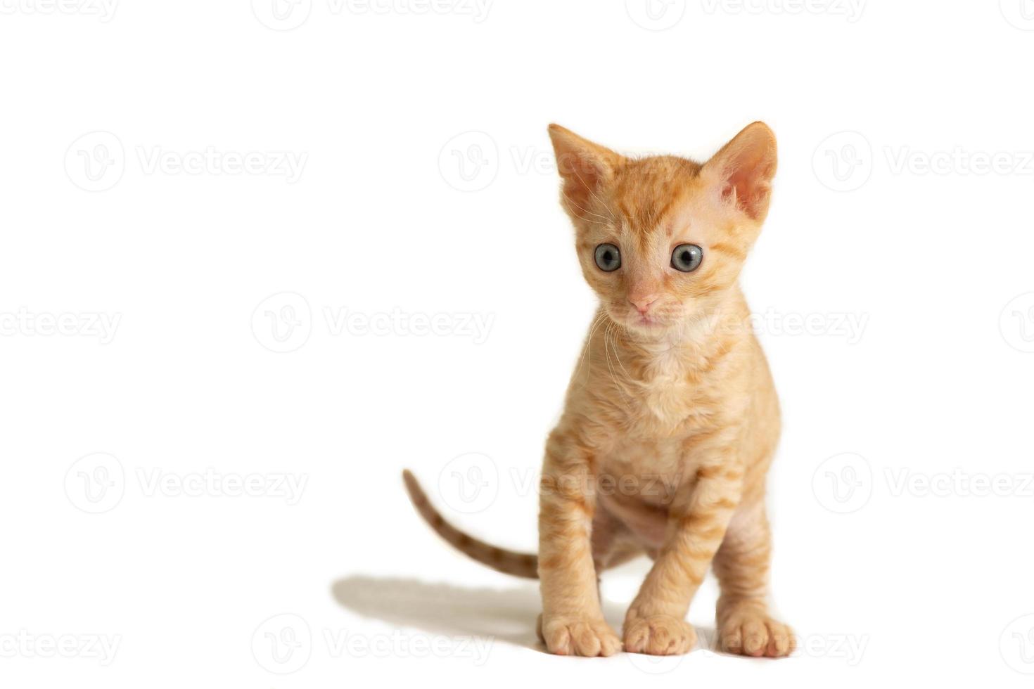 Adorable Lovely curly kitten Ural Rex sneaks behind the toy and prepared to jump, isolated on a white background. photo