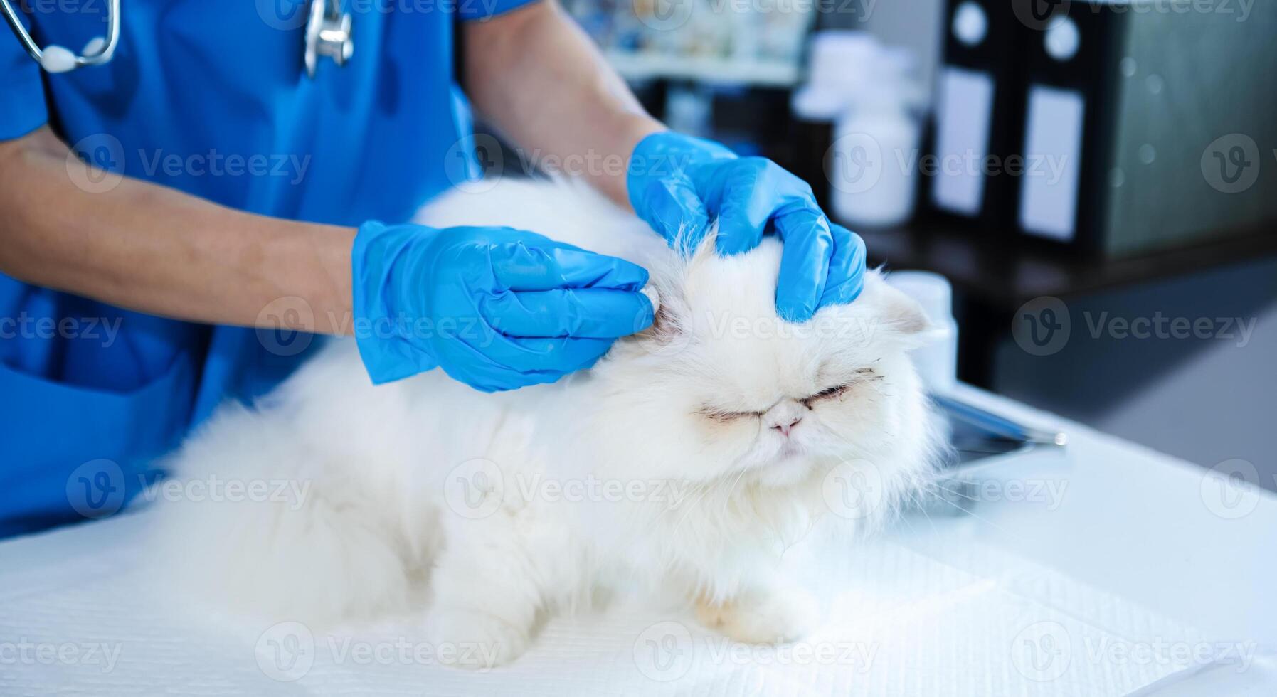 Veterinary for treating sick cats, Maintain animal health Concept, animal hospital 14238244