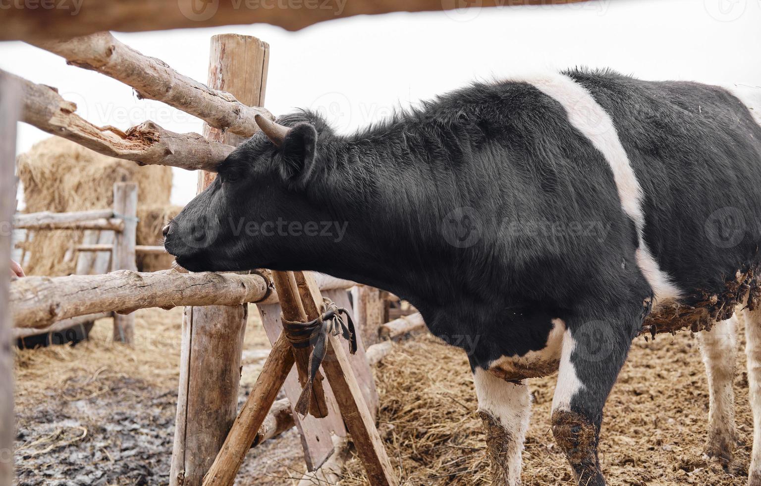 Holstein dairy cow looking over a wooden fence photo