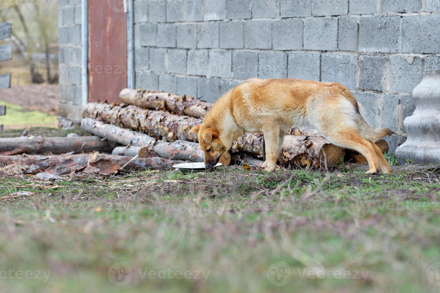 big red and stray dog outside the city eating from a bowl on the street. Feeding homeless animals photo