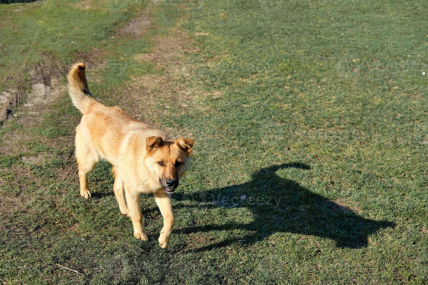 big red and stray dog outside the city. Dog looking at the camera photo