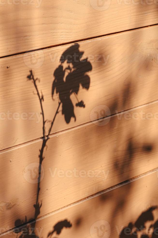 la sombra de la planta en la pared. dibujo artístico de la sombra foto