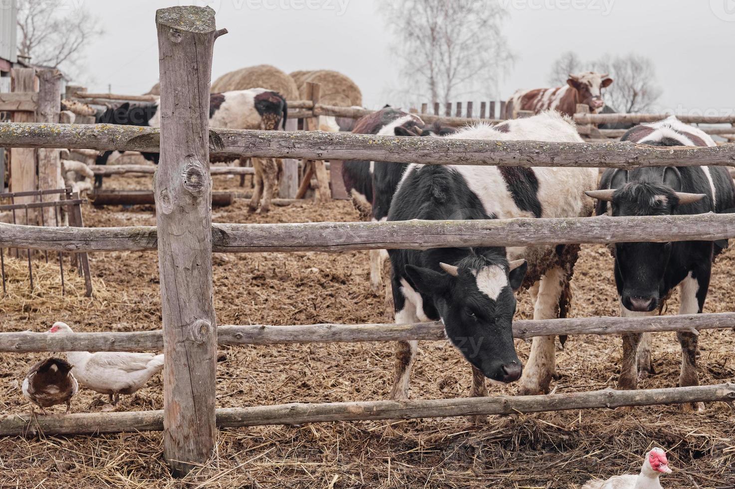 vacas blancas y negras comiendo heno en el establo de la granja. vacas lecheras holandesas en blanco y negro. enfoque selectivo. foto