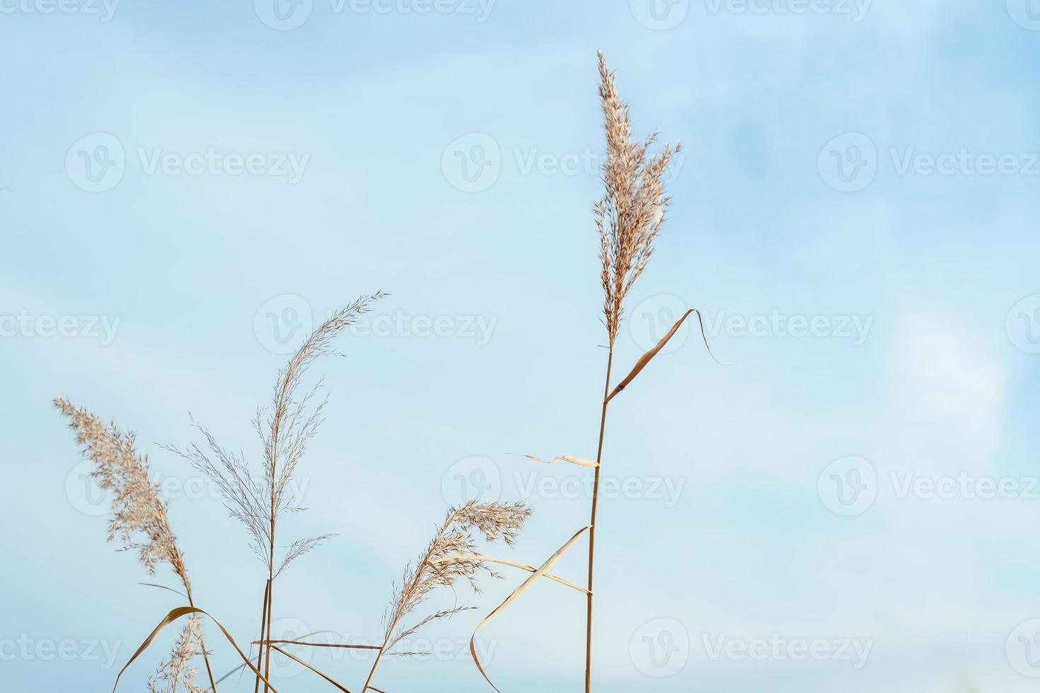 espigas de trigo contra el cielo azul. fragmitas contra el cielo. capa de caña, semillas de caña. hierba de caña dorada en el otoño bajo el sol. fondo natural abstracto. hermoso patrón con colores neutros. foto