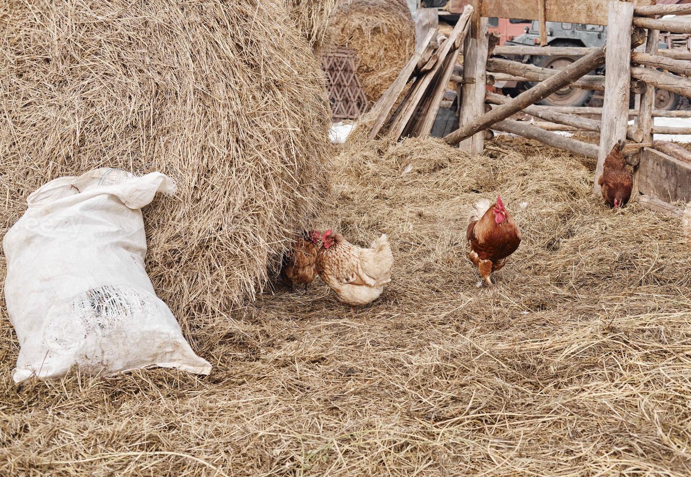 gallo con pollo caminando sobre un heno en el campo. bandada de pollos pastando en el heno. gallina pastando en el campo. vida en el campo en primavera foto